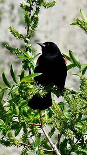 Red winged blackbird at Don Valley Brick Works May 18, 2009