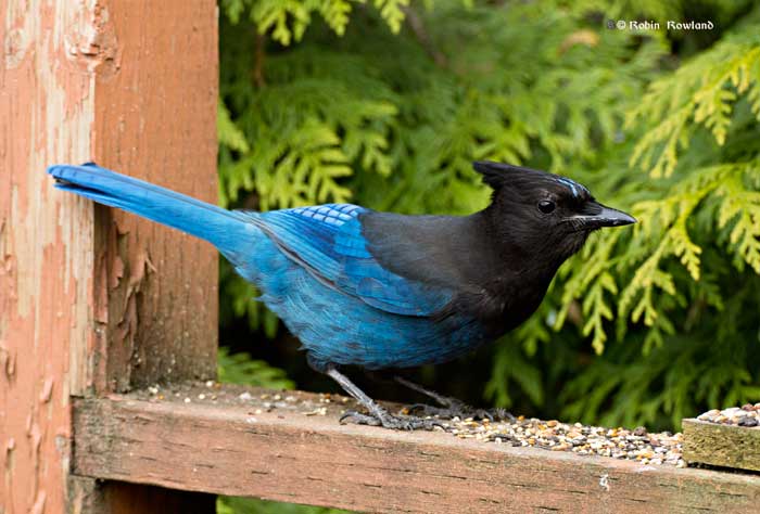 Stellar jay on my deck