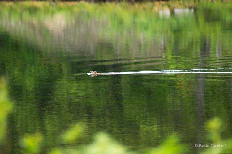 Beaver swims across the lake