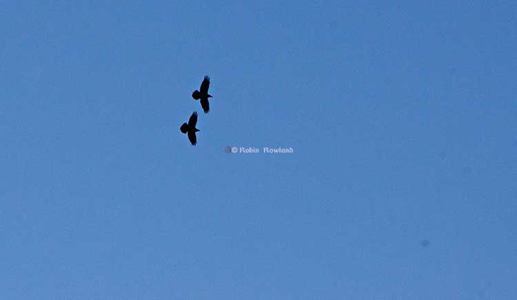 Ravens in flight