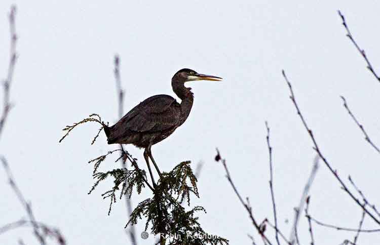 Great blue heron near Kitimat River