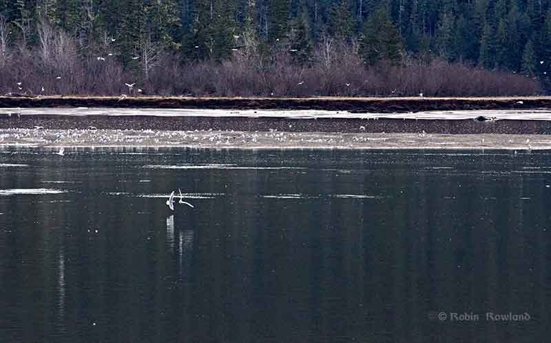 The Skeena, the oolichan and the frenzy of the gulls