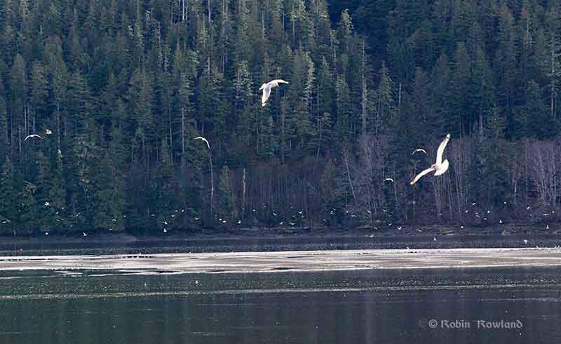 Gulls feed on oolichan on the Skeena