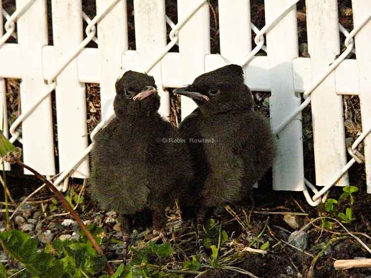 Two stellar jay fledges huddle at a fence,