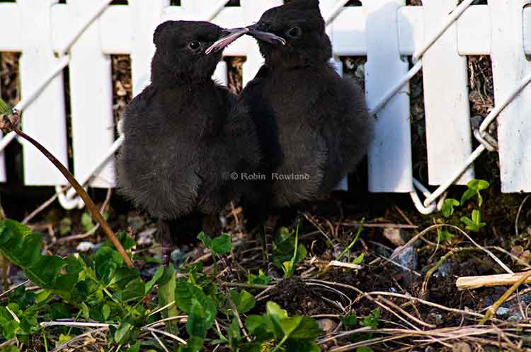 Two stellar jay fledges