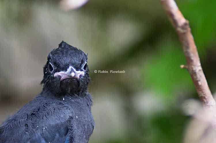 Stellar jay fledge