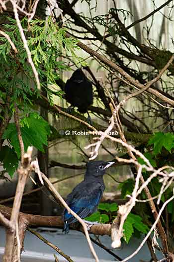 stellar jay fledglings