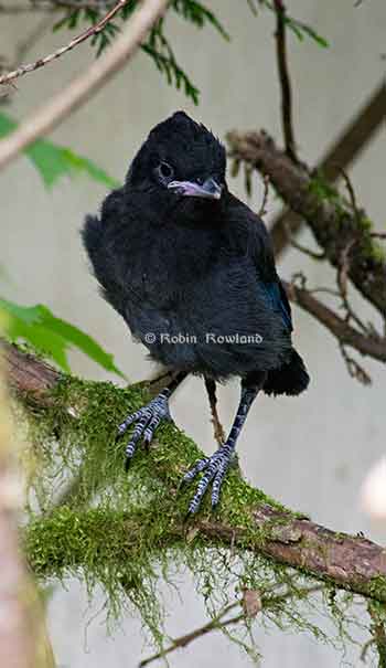 Fledgling stellar jay