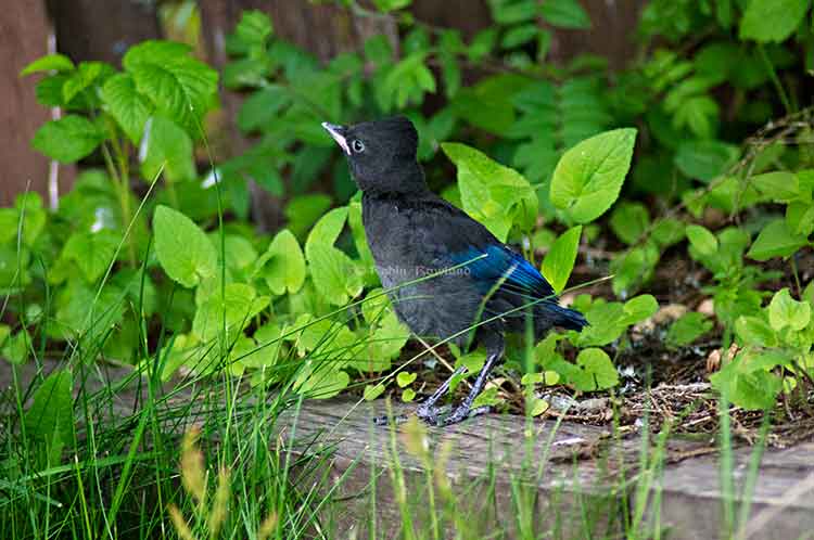 Stellar jay walks toward fence