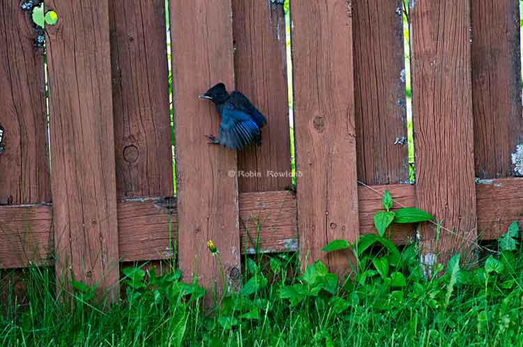 Fledge tries to fly