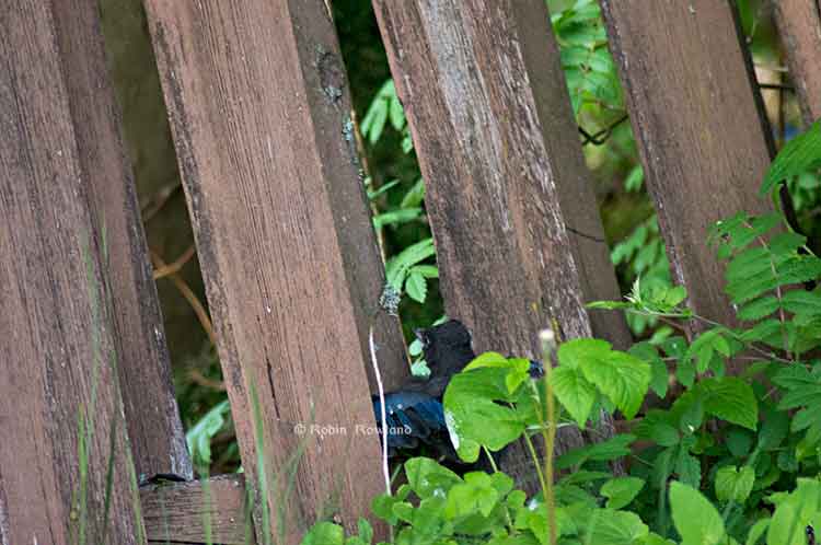 Fledge walk under fence