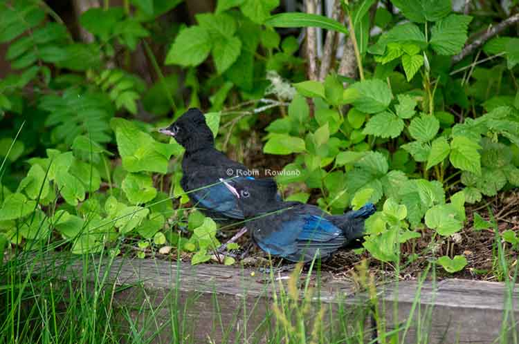 Two fledges walk.