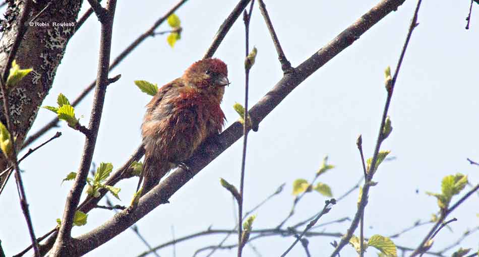 Splish, splash, the pine grosbeak are taking a bath