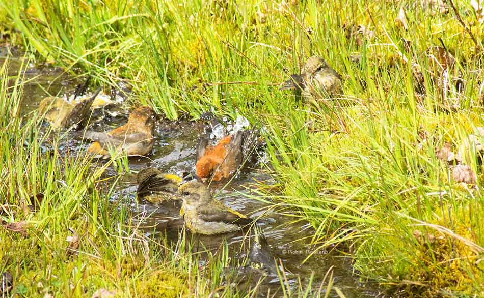 Grosbeak splash in a ditch