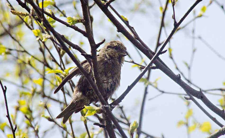 Female pine grosbeak on a spring branch