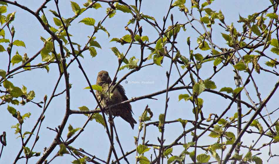 Female pine grosbeak