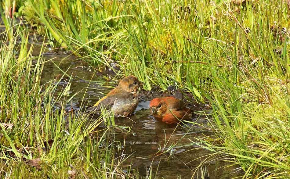 Female and male pine grosbeak in a drainage ditch