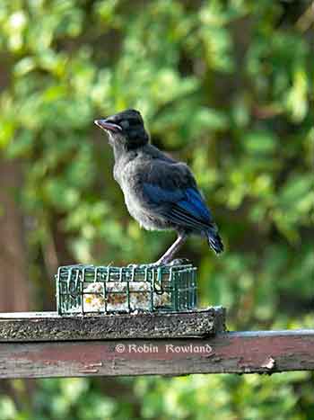 Stellar jay fledge 