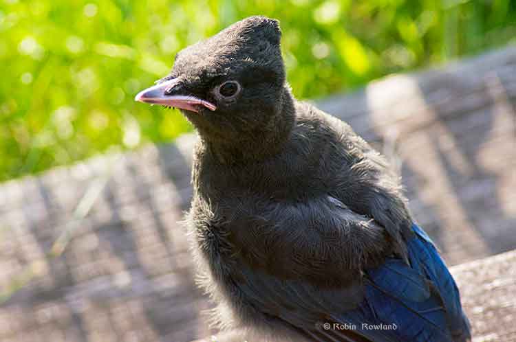 Stellar jay fledge