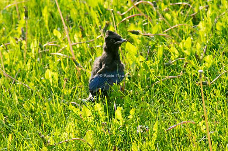 Stellar fledge in the grass