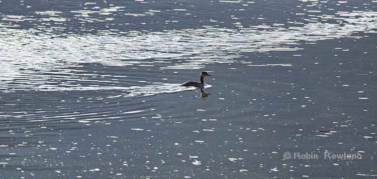 Loon on the Skeena