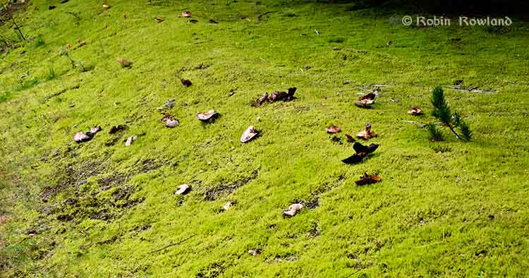 The mushroom field