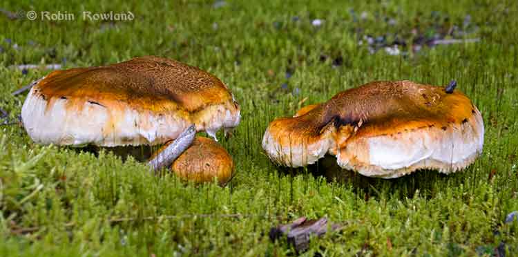 "Flying saucer" mushroom