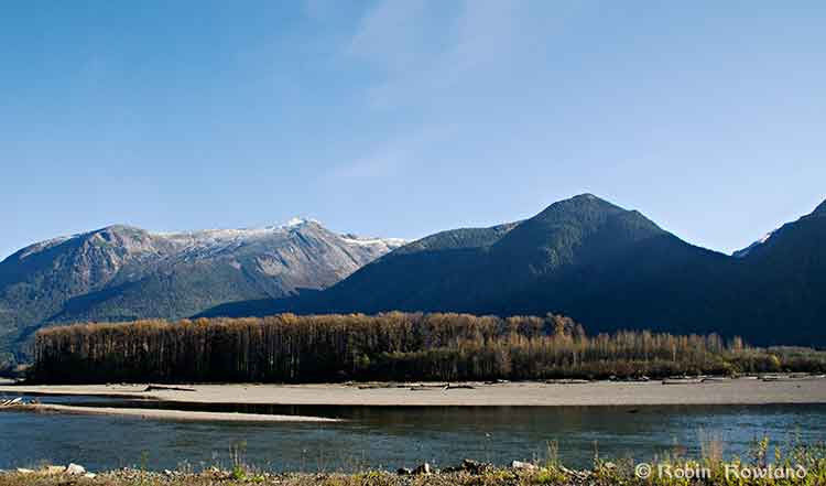 Bare cottonwoods on the banks of the Skeena