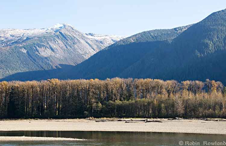 Bare cottonwoods on the Skeena