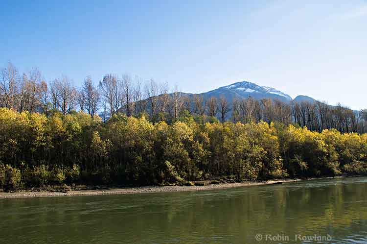 Cottonwood and alders along the Skeena