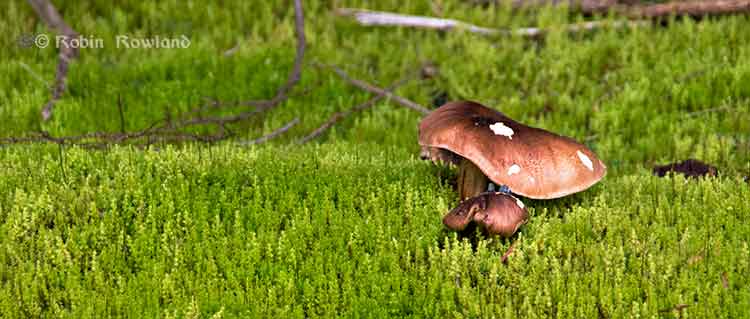 Mushroom with a white spot