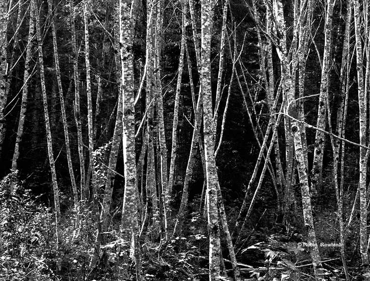 Alders at Pine Creek, black and white