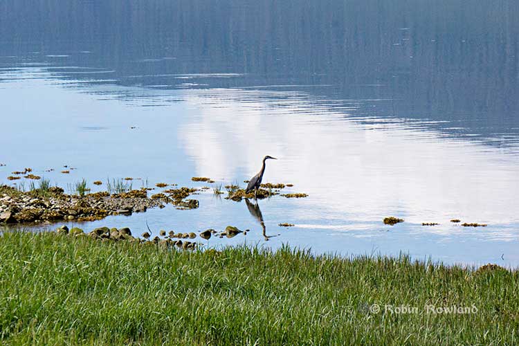 Great Blue Heron