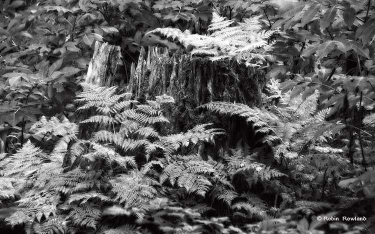 Old cedar stump in black and white