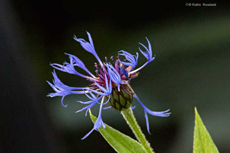 Wild flower in the wind