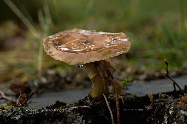 Mushrooms catching the rain