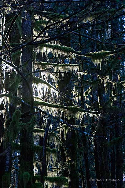 setting sun through moss