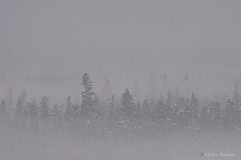 Fog in the Kitimat Valley