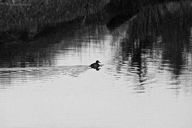 Duck in the estuary