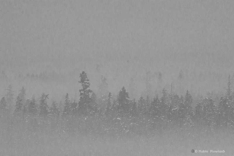 Fog in the Kitimat valley