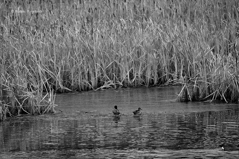 Ducks in the reeds