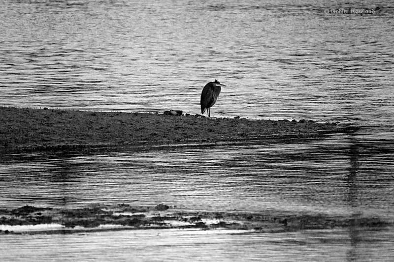 Great blue heron in the Kitimat estuary