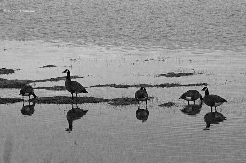 Canada geese grazing