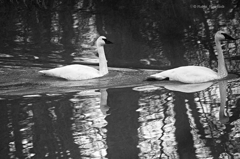 Trumpeter swans in the Kitimat Rver