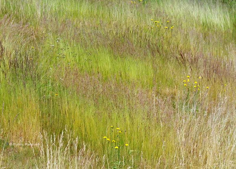 Patterns in grass