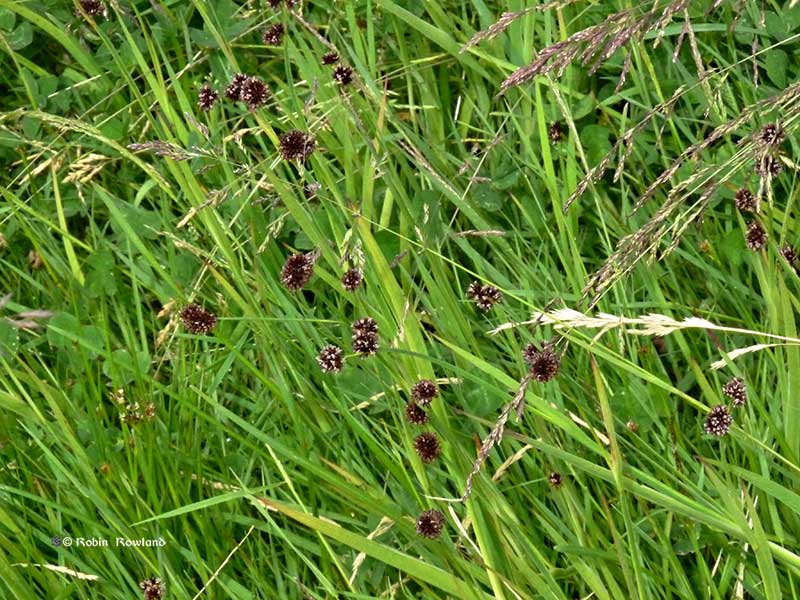 grass in the wind