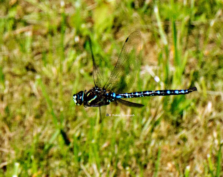 Catching a dragonfly