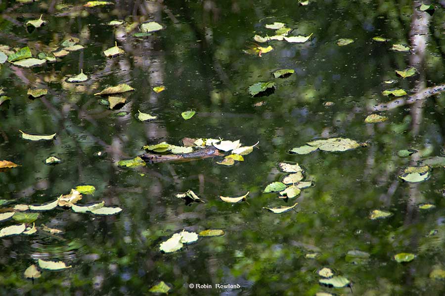 Early fall light on the ponds of the Kitimat Lower Dyke Road