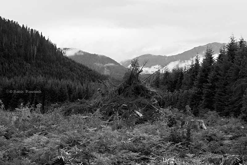 Preparing the Pacific Trail Pipeline right of way