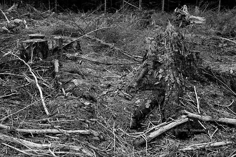 slashstump1bw